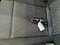 preview BMW X1 #3