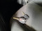 preview Fiat Doblo #5